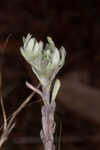 Bighead pygmycudweed